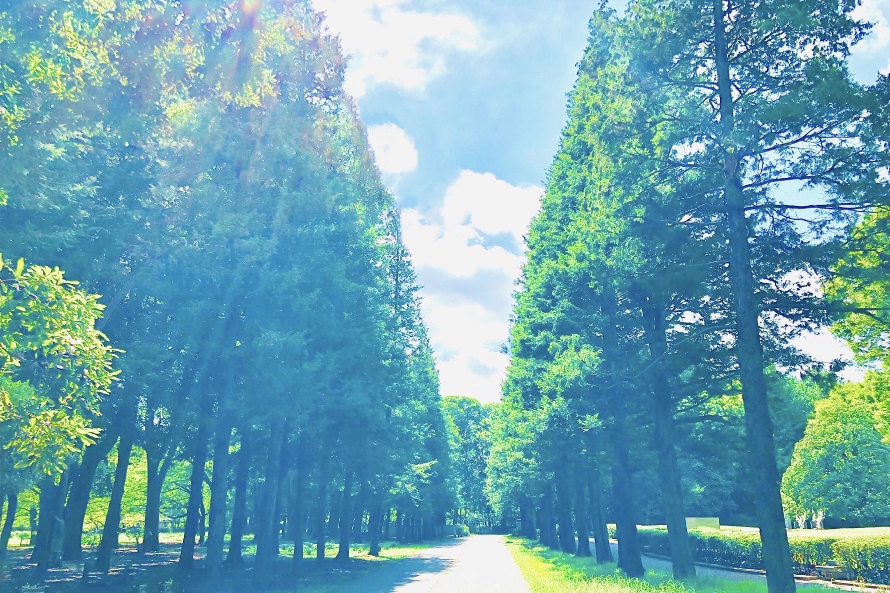 木材